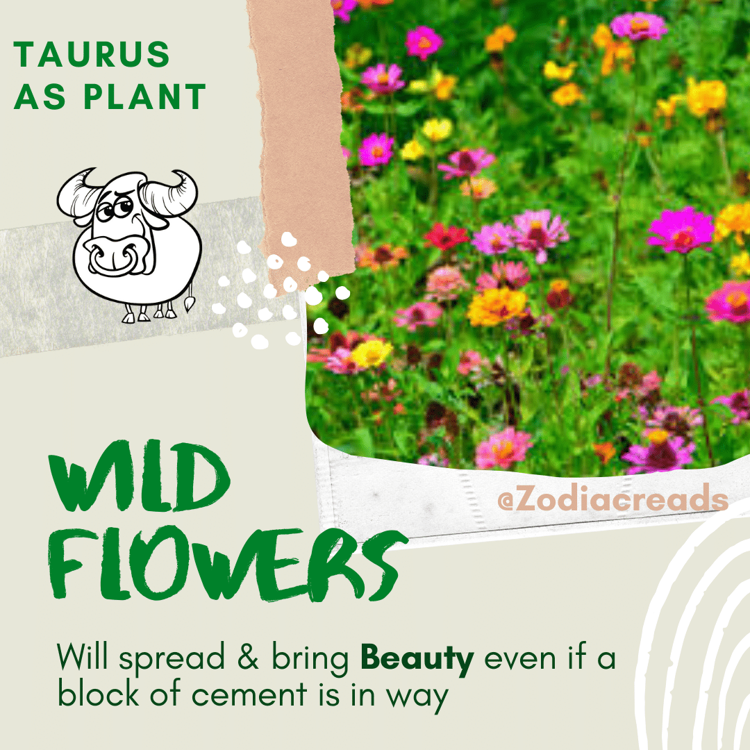 TAURUS-Signs-as-Plants-Zodiacreads