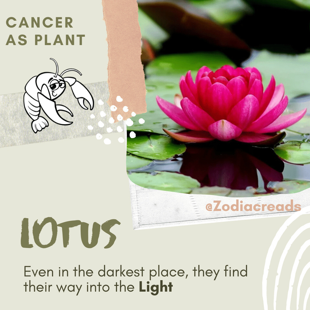 CANCER-Signs-as-Plants-Zodiacreads